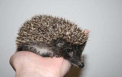 Začátek října. NE: Ježek, který nepotřebuje pomoc : Váha 350g a více, velikost 15 cm a více. ANO: Ježek, který potřebuje pomoc: Váha méně než 200 g, velikost menší, než 10 cm.