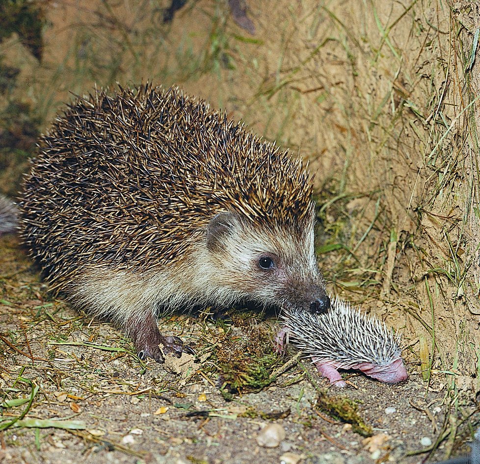 Ježci v poslední době začínají o slimáky ztrácet zájem.