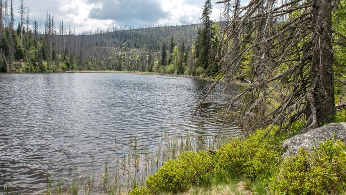 Ledovcové jezero Laka na Šumavě