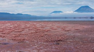 Jezero Natron: Snímky na kámen proměněných zvířat z jeho břehů vyděsily svět Jezero Natron: Snímky na kámen proměněných zvířat z jeho břehů vyděsily svět