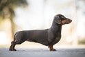 Jezevčík, německy Dachshund, jedno z nejoblíbenějších psích plemen. Právě v Německu byl vyšlechtěn, a to k lovu králíků, vyder, bobrů a jezevců. Jenže teď se v jeho »pravlasti« mluví o tom, že chov jezevčíků bude zakázán!