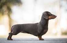 Jezevčík, německy Dachshund, jedno z nejoblíbenějších psích plemen. Právě v Německu byl vyšlechtěn, a to k lovu králíků, vyder, bobrů a jezevců. Jenže teď se v jeho »pravlasti« mluví o tom, že chov jezevčíků bude zakázán!