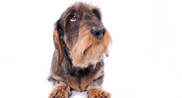 Roztomilý psí kukuč: Proč psům tak dobře rozumíme?
