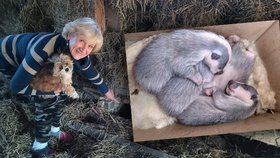 Jezevčí vesnice. Zabydleli se ve stodole rodinného domu, kolem zahrady si vyšlapali chodníček.