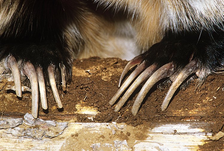 Přední hrabavé tlapy jsou opatřené až 5 cm dlouhými drápy