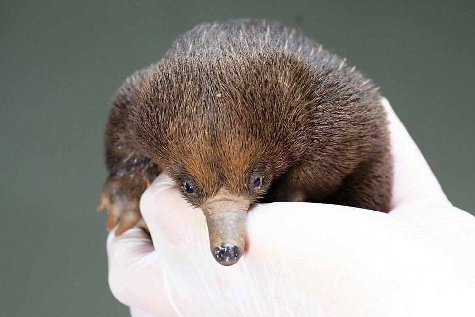 Mládě ježury australské, které se počátkem dubna vylíhlo v pražské zoo, během jeho vývoje od narození.