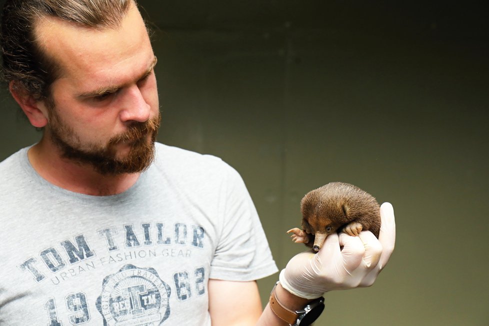 Mládě ježury australské, které se počátkem dubna vylíhlo v pražské zoo, během jeho vývoje od narození.