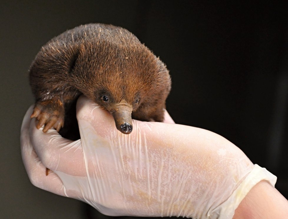 Mládě ježury australské, které se počátkem dubna vylíhlo v pražské zoo, během jeho vývoje od narození.