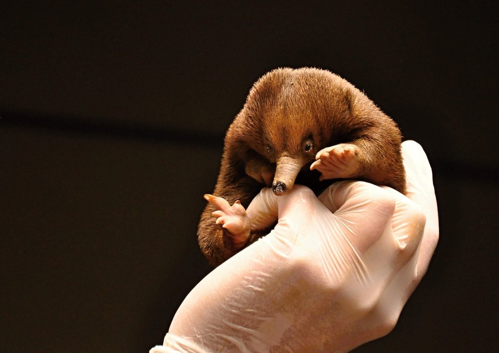 Mládě ježury australské, které se počátkem dubna vylíhlo v pražské zoo, během jeho vývoje od narození.