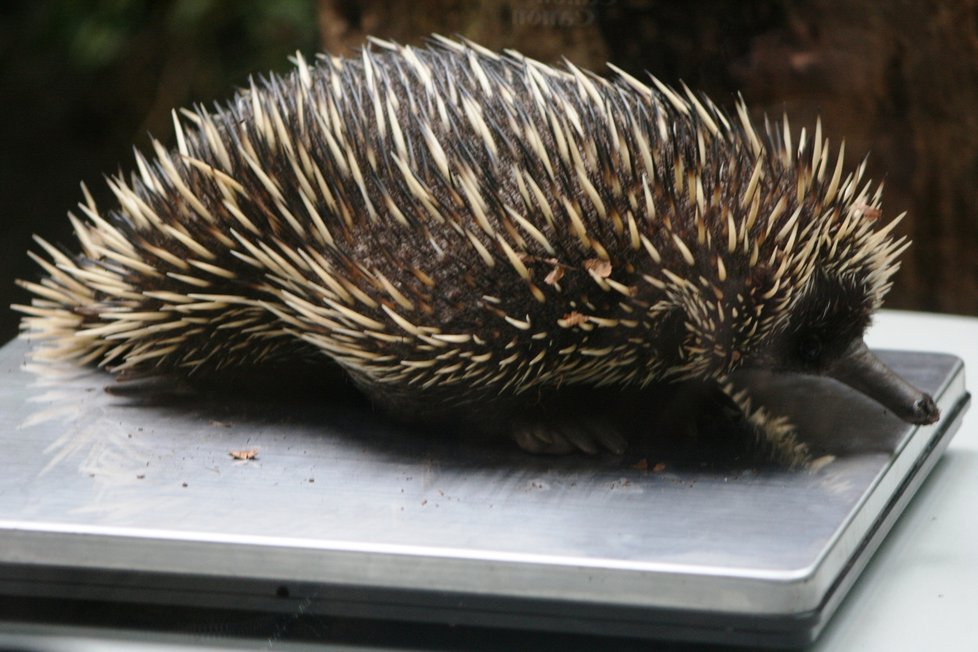 Dospělý samec ježury australské v pražské zoo.