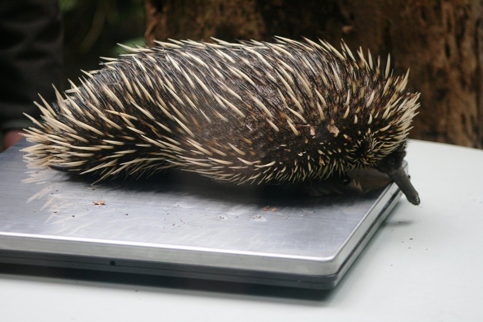 Dospělý samec ježury australské v pražské zoo.