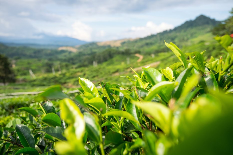 čajové plantáže Borneo