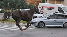 Uprchlý kůň v Jihlavě