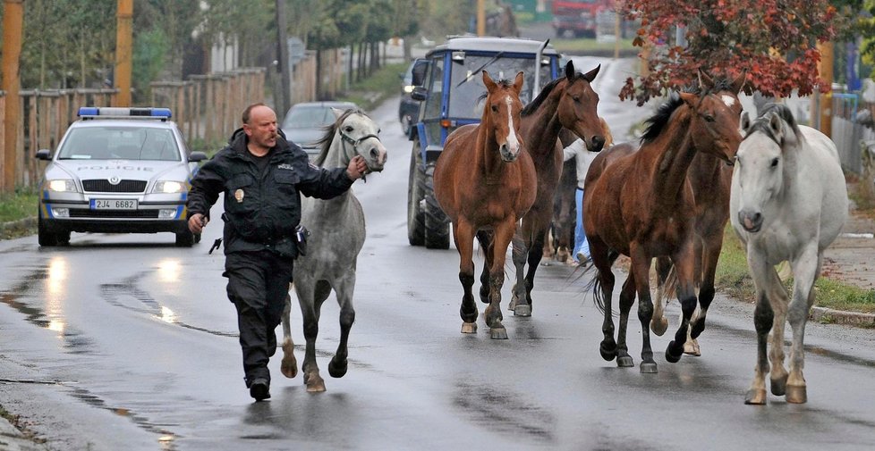 Objektivy kamer odhalily také uprchlé koně z pastvin, kteří se přehnali ulicemi Jihlavy