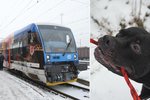 Do Jihlavy přijel vlakem pes, hledá se jeho majitel