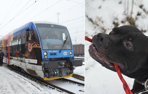 Karl von Bahnhof? Do Jihlavy přijel vlakem pes. Hledá se jeho majitel