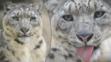 Jihlavský samec levharta sněžného, odletěl prohánět kočky do Indie! 