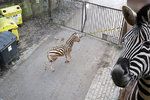 Splašená zebra v jihlavské zoo: Mladý samec se pořezal při skoku skrz okno vrátnice