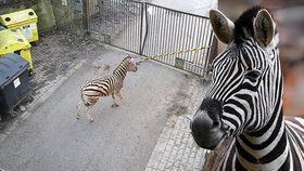 Splašená zebra v jihlavské zoo: Mladý samec se pořezal při skoku skrz okno vrátnice