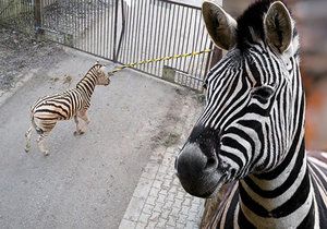 Splašená zebra v jihlavské zoo: Mladý samec se pořezal při skoku skrz okno vrátnice