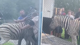 Zebry se nakonec podařilo dostat zpět do jihlavské zoo.