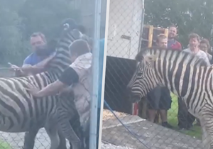 Zebry se nakonec podařilo dostat zpět do jihlavské zoo.