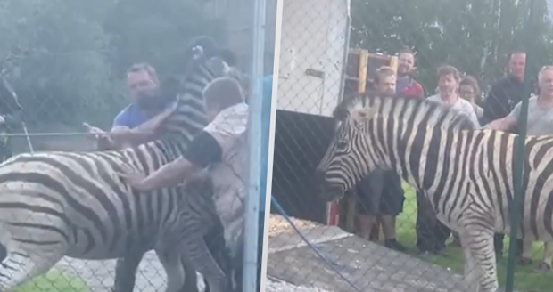 Po Jihlavě pobíhaly zebry: Zvířata utekla z tamní zoo