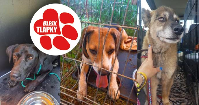 Zaběhnutí pejskové z oblasti zkázy jsou vystrašení, ale trpělivě čekají na své páníčky, až si pro ně přijdou. Zaběhnutí pejskové z oblasti zkázy jsou vystrašení, ale trpělivě čekají na své páníčky, až si pro ně přijdou.