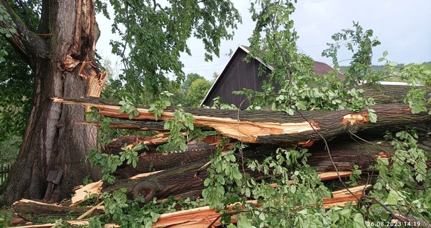 Jilm, který roste v Bukovci na Frýdecko-Místecku už 400 let, poničila bouřka.