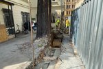 140letý jilm narušoval základy nedaleké zídky a hrozilo její zřícení. Zeď se podařilo opravit a strom zůstal na svém místě