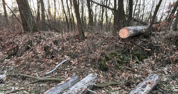 Poblíž Jíloviště spadl strom na jedoucí vůz. (24. leden 2024)