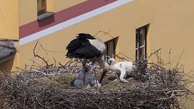 Čápi v Jindřichově Hradci 27.5.2023
