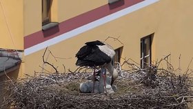 Čápi v Jindřichově Hradci 27.5.2023
