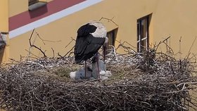 Čápi v Jindřichově Hradci 27.5.2023