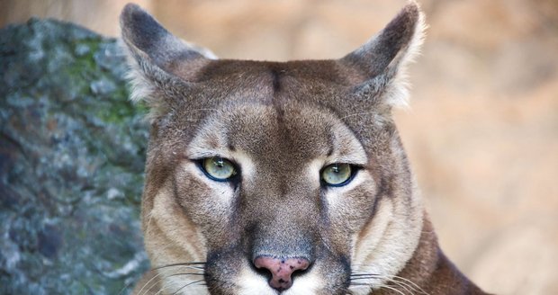 Na jihu Čech se pohybuje puma! Policie varuje a žádá o pomoc