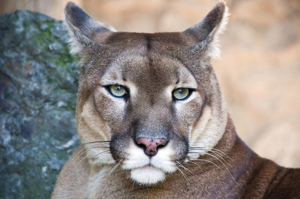 Puma americká