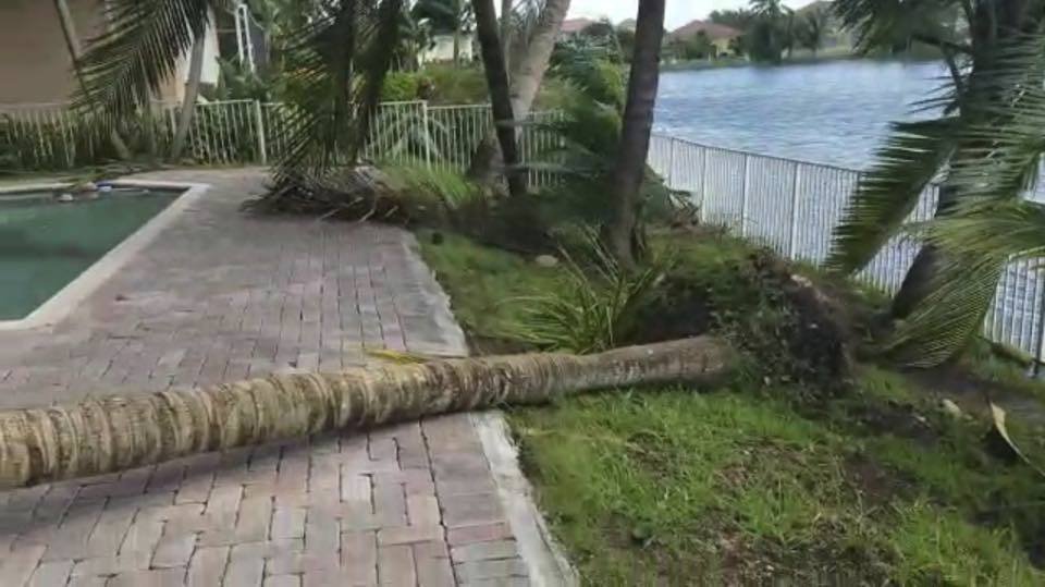 Hurikán Irma porazil a polámal palmy na zahradě domu Adamcových na Floridě.