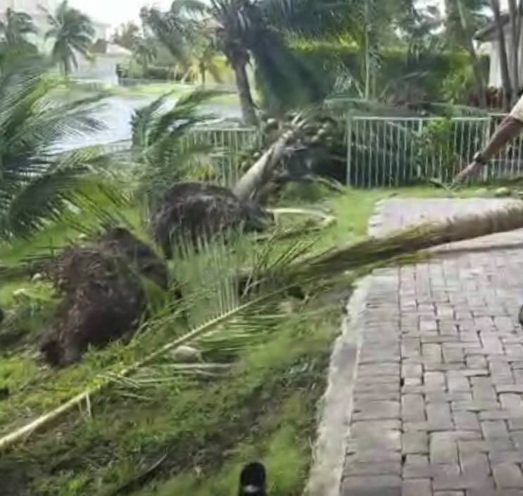 Hurikán Irma porazil a polámal palmy na zahradě domu Adamcových na Floridě.