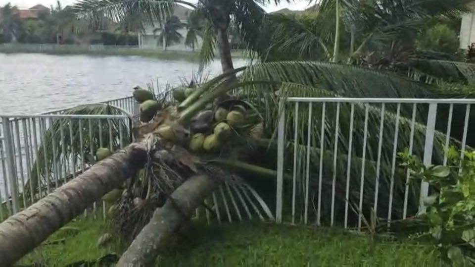 Hurikán Irma porazil a polámal palmy na zahradě domu Adamcových na Floridě.