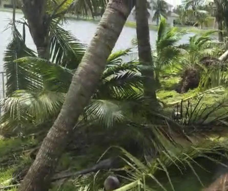 Hurikán Irma porazil a polámal palmy na zahradě domu Adamcových na Floridě.