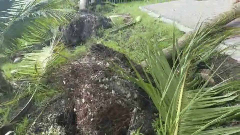 Hurikán Irma porazil a polámal palmy na zahradě domu Adamcových na Floridě.