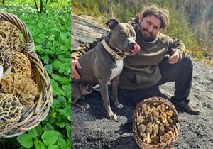 Jiří Dubec varuje ostatní houbaře, aby svá místa střežili. Zájem o vzácné jarní houby smrže je obrovský.