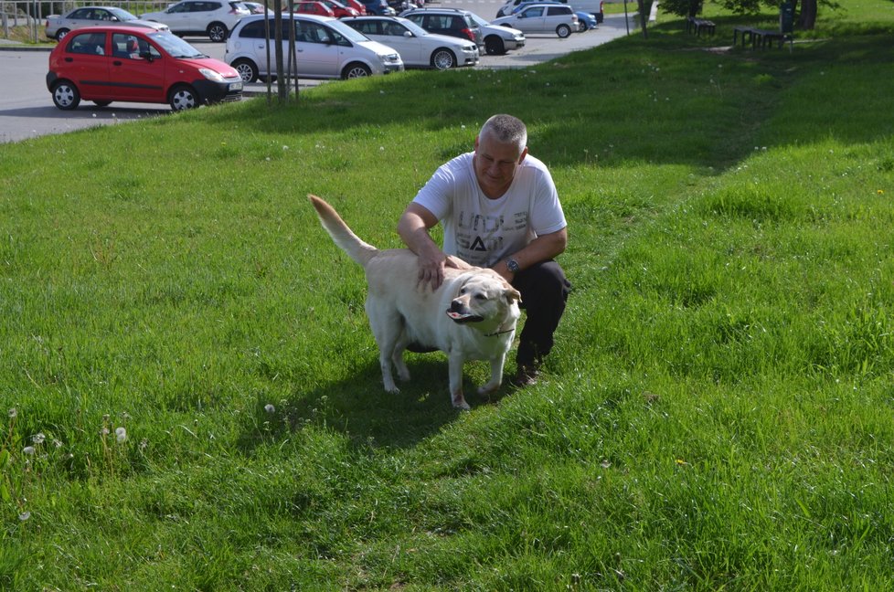 Několikrát za den venčí Kajínek fenku labradora