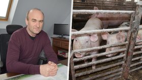Kilo vepřové kýty za 39 korun: Levné polské maso válcuje české zemědělce