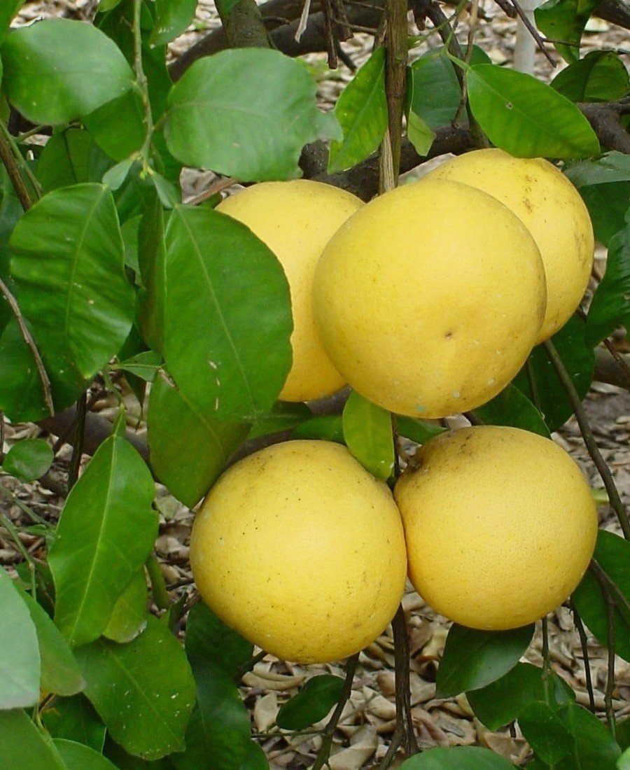 Citrusy mají pesticidu chlorpyrifosu ze všech potravin nejvíce.