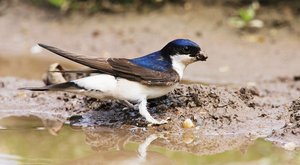 Návrat užitečného pomocníka: Jiřička přilétá z teplých krajů