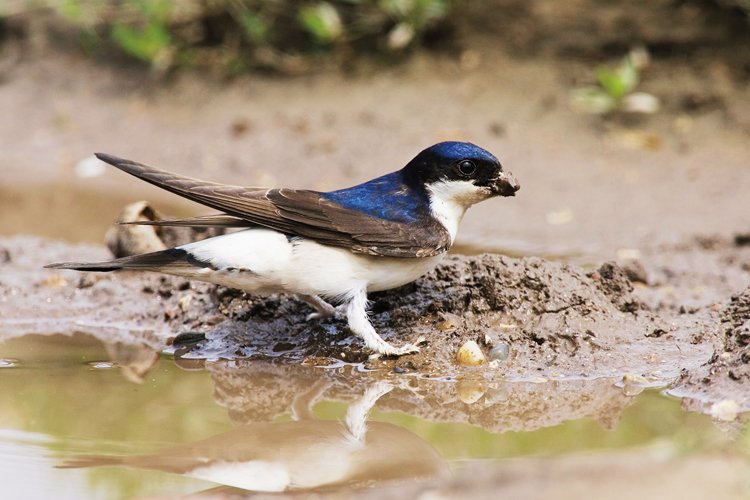 Sedící jiřička předvádí jeden ze svých znaků – bílé opeřené nohy