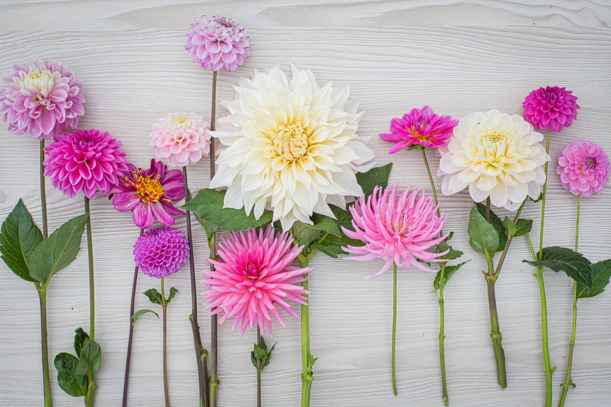 Vedle rozličných barev překvapí i jedinečnými tvary květů. U jiřin tak můžete rozpoznávat jednoduché, paprskovité či kulovité květy, které vypadají jako mikrofon. 