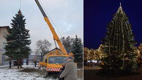 Vánoční strom Jirkova zasazoval dárce před 45 lety synovi: Rodina 15metrový smrk darovala městu