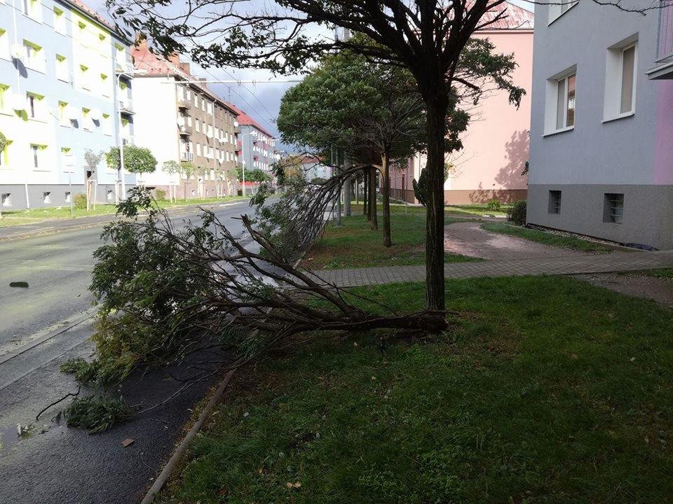 Lámaly se větve i celé stromy.